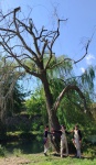 un vieux arbre